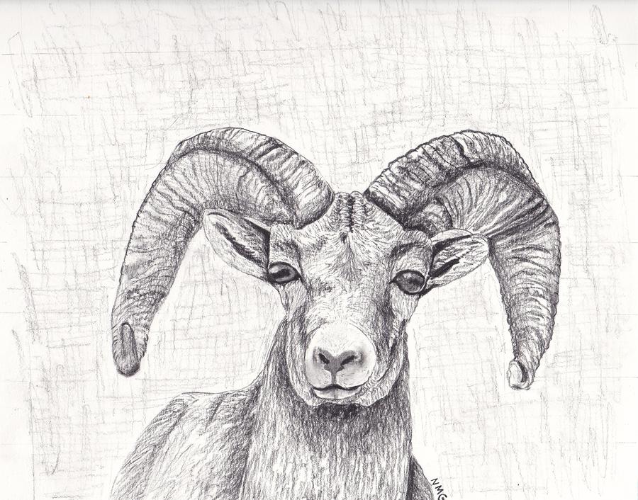 Bighorn Sheep Drawing by Nicole Grattan