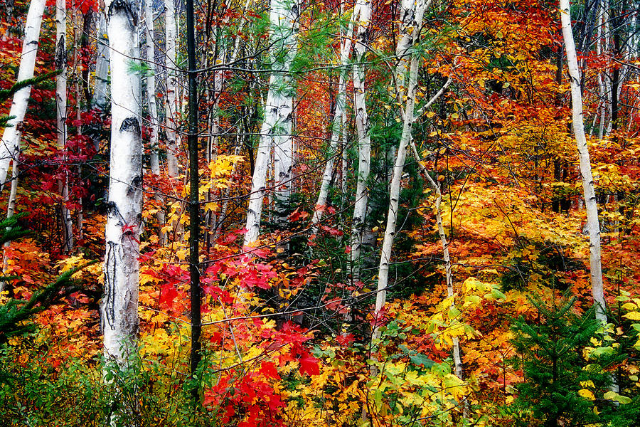 birch trees with colorful fall foliage by george oze birch trees with colorful fall foliage by george oze