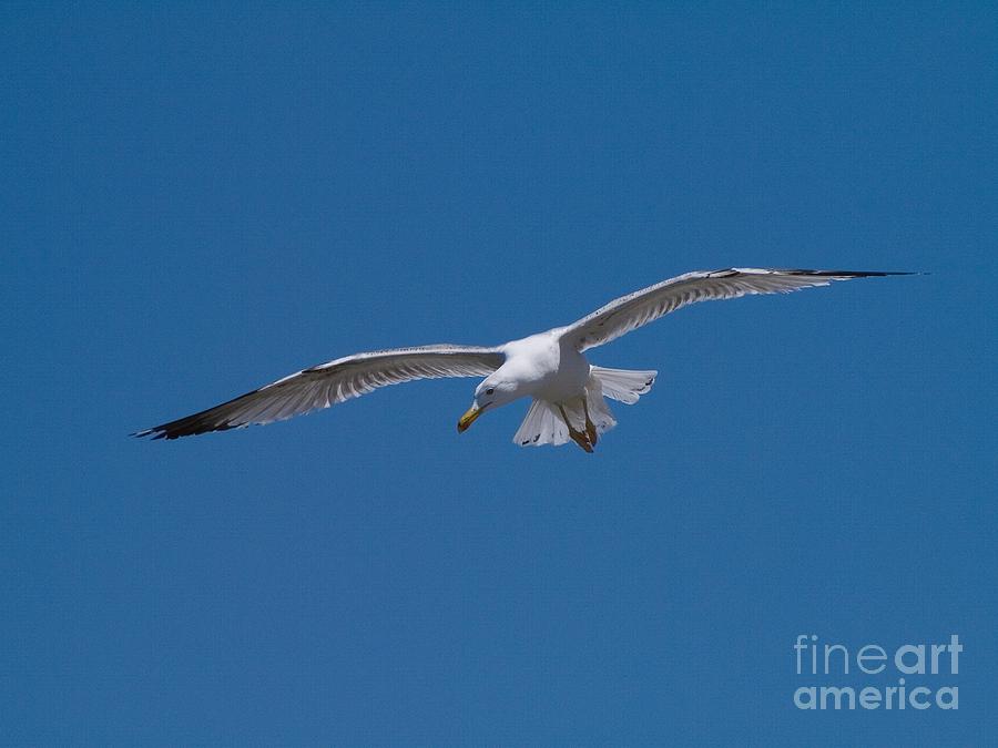 Bird Flying Sky