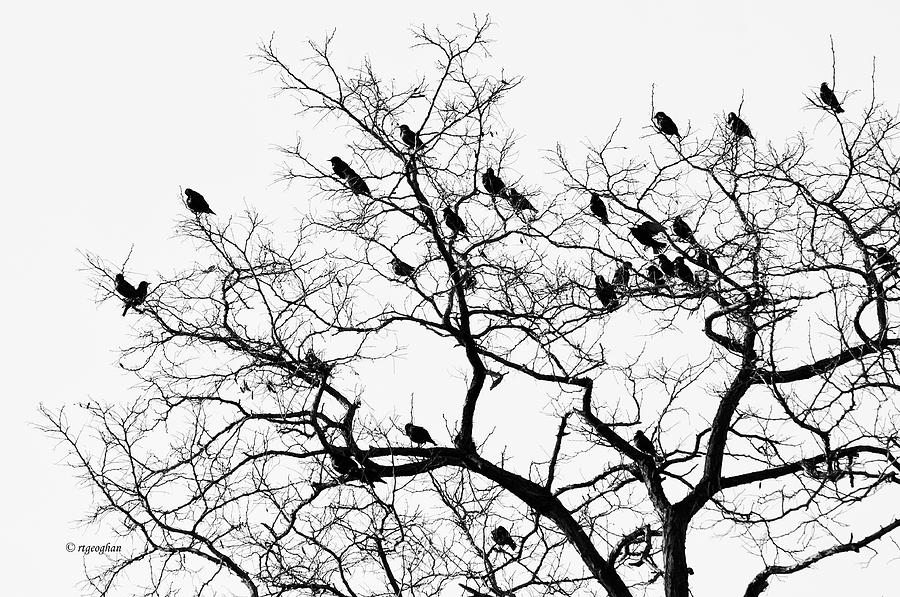 Birds On Branches