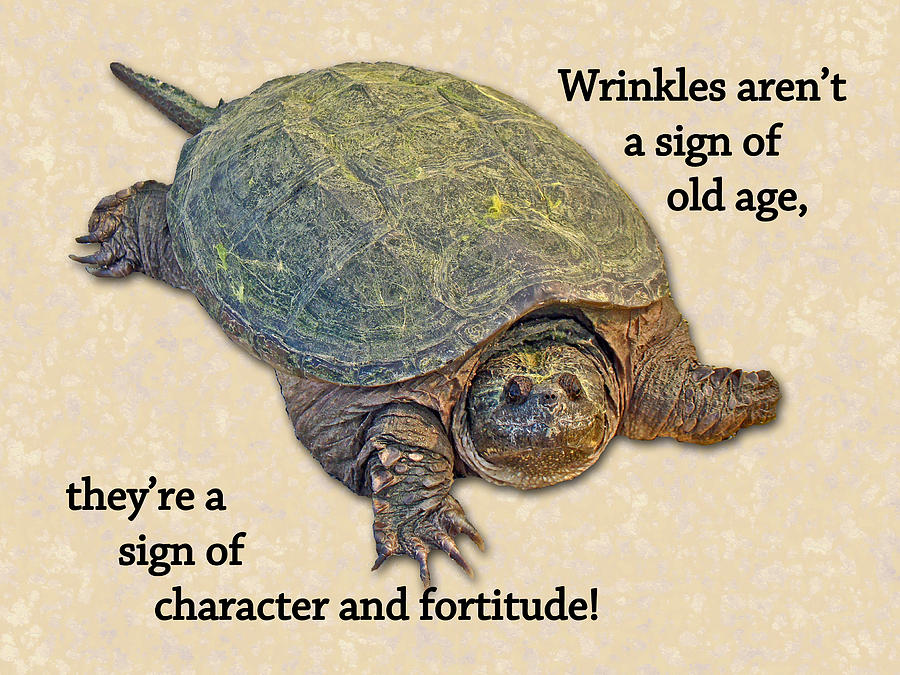 http://images.fineartamerica.com/images-medium-large/birthday-card-american-snapping-turtle-carol-senske.jpg