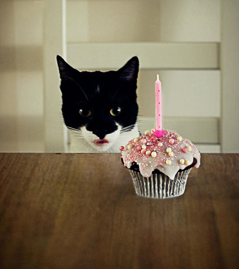 birthday cat image