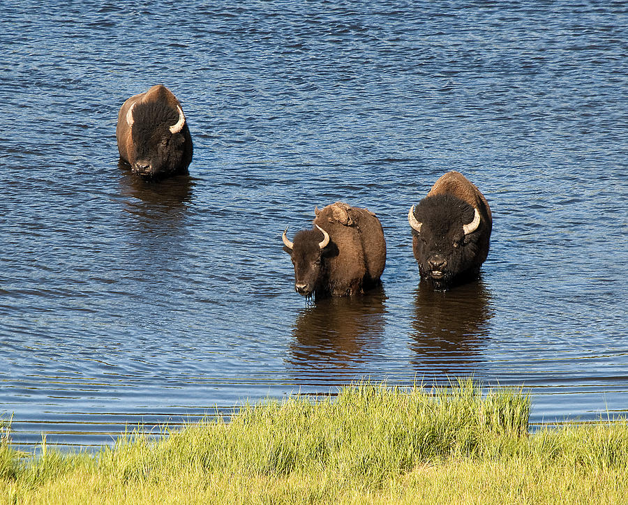 bison in water