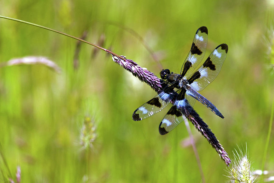 Black And Blue Dragonfly By Randall Ingalls