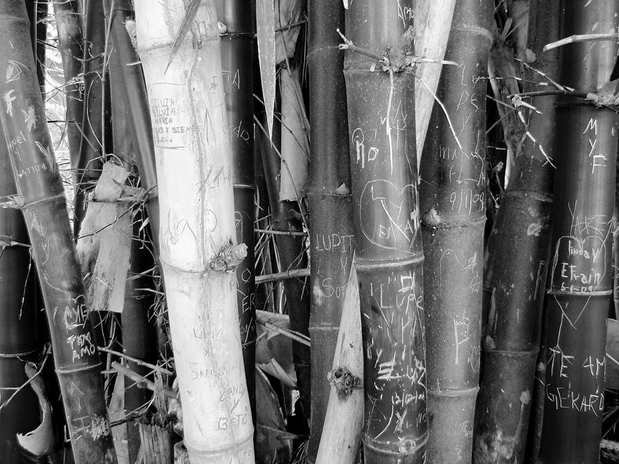 White Bamboo