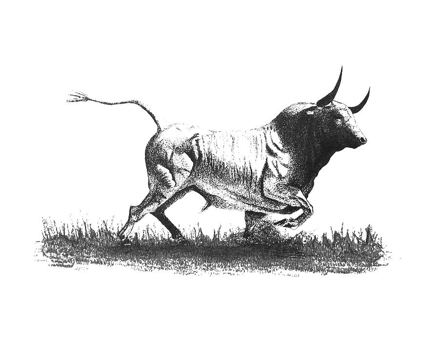 A Bull Drawing