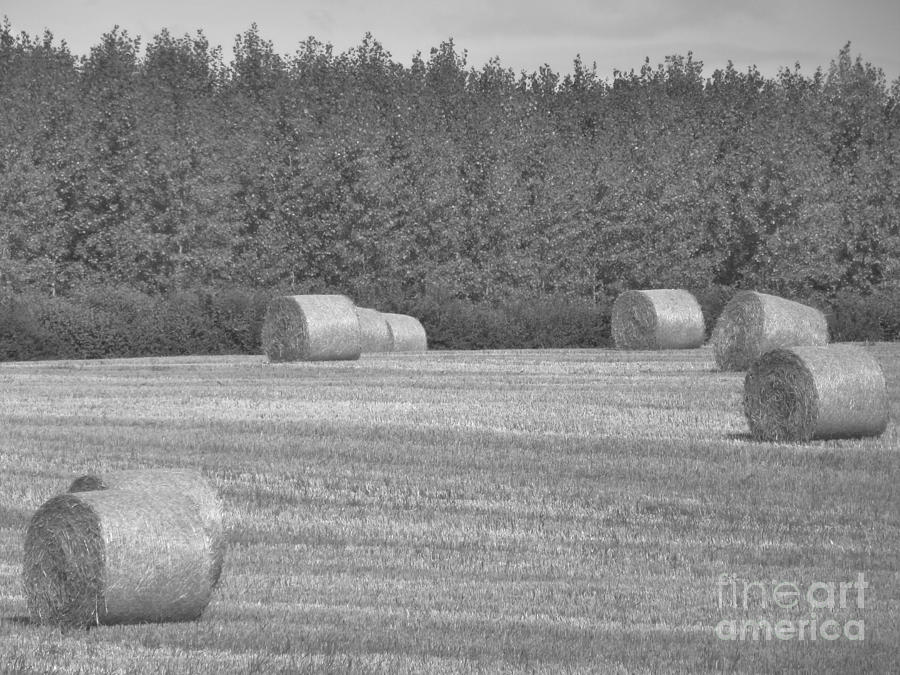 Black And White Hay Bales Photograph By Andrew May Black And White Hay Bales Photograph By Andrew May