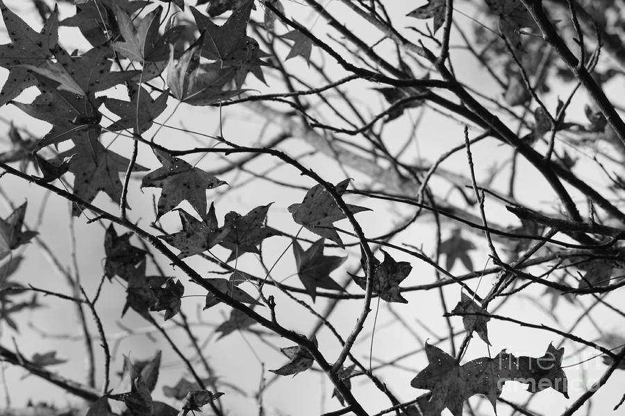 Leaves Black