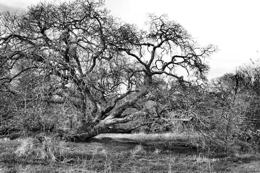 Black And White Oak Tree Photograph by Sally Bauer