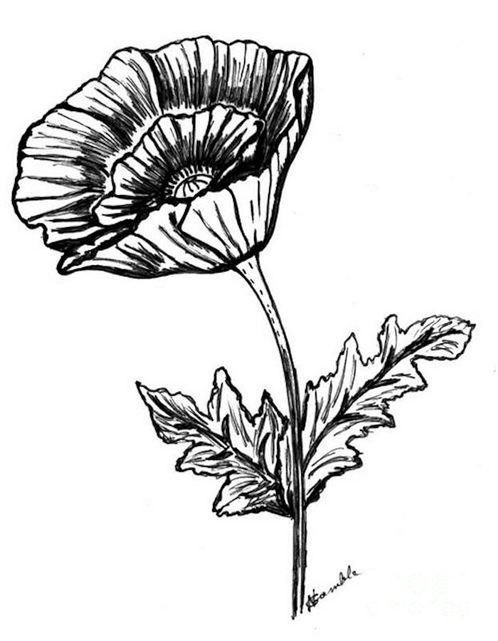 Black And White Poppy by Nancy Rucker