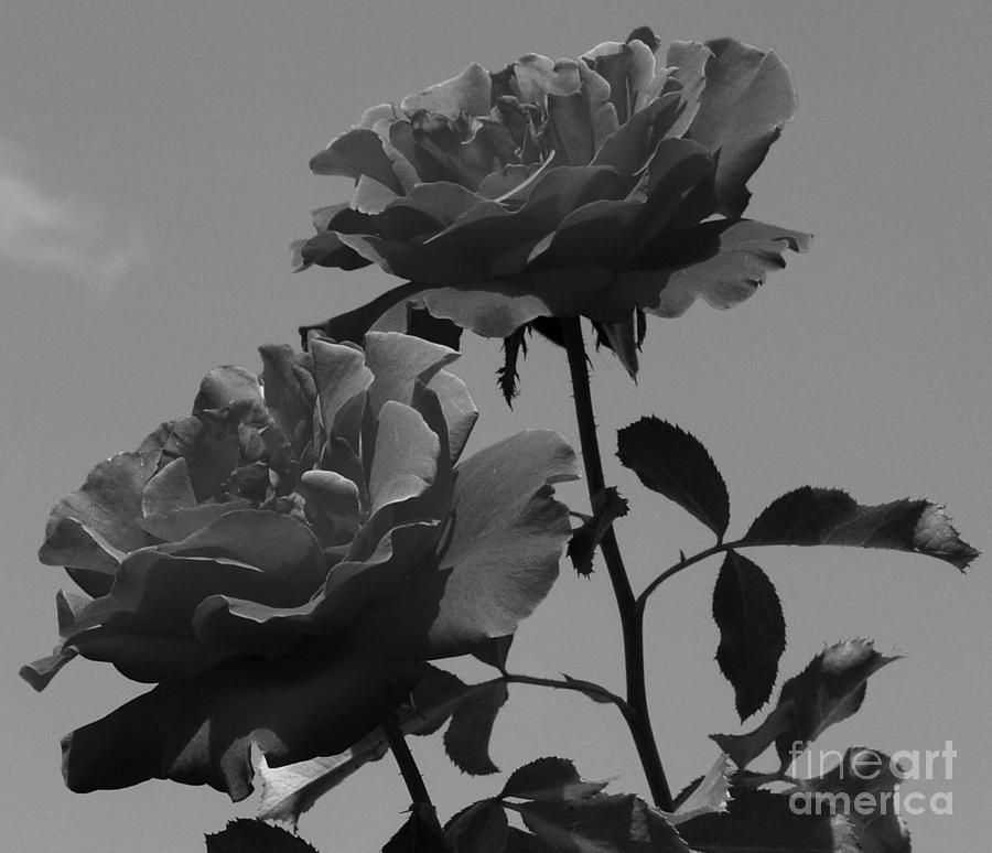  - black-and-white-roses-kevin-fortier