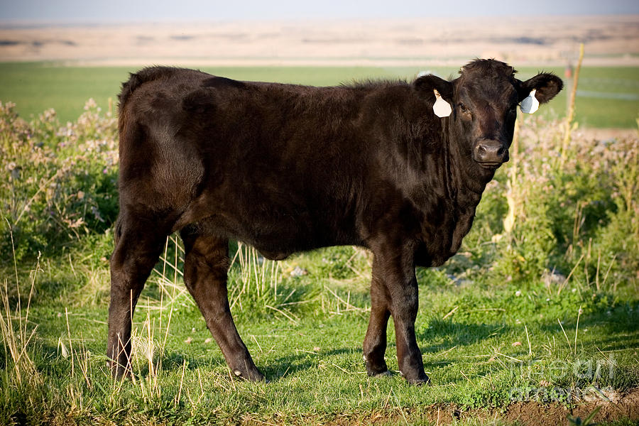 Black Angus Calves