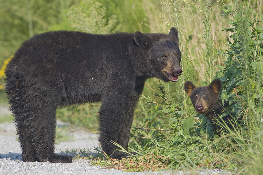 Bear Mother