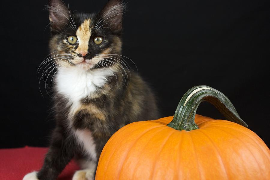 Black Calico