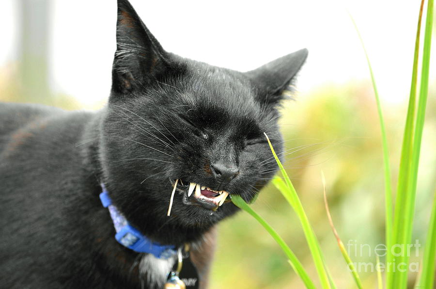 Cat Eating Grass