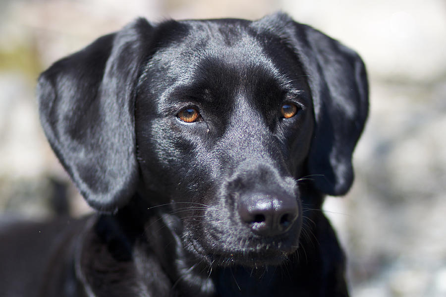  - black-dog-christina-reichl-photography