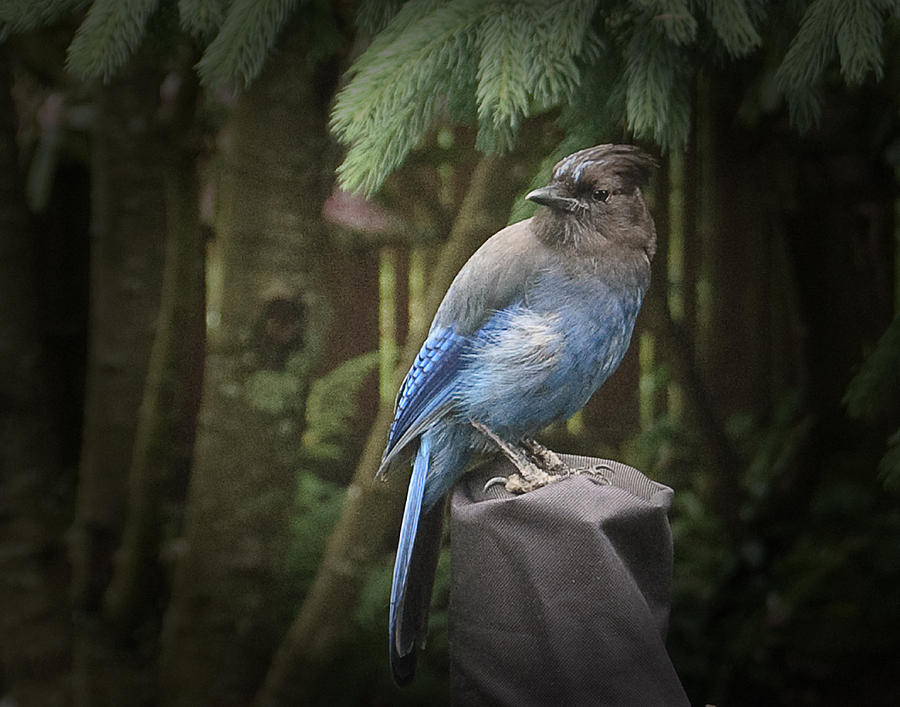 black headed blue jay photograph by don saxon black headed blue jay photograph by don saxon