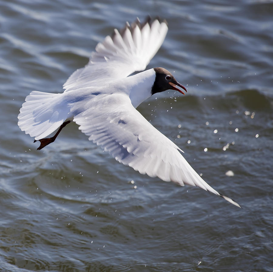 List 96+ Pictures black headed gull in flight Stunning