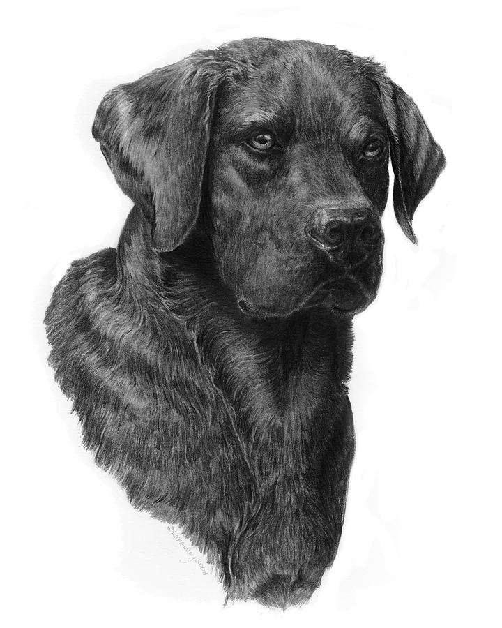 Easy Black Lab Drawing Black lab head study 2 drawing Images - Frompo