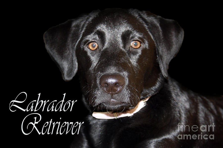 black-labrador-retriever-portrait-cathy-beharriell.jpg