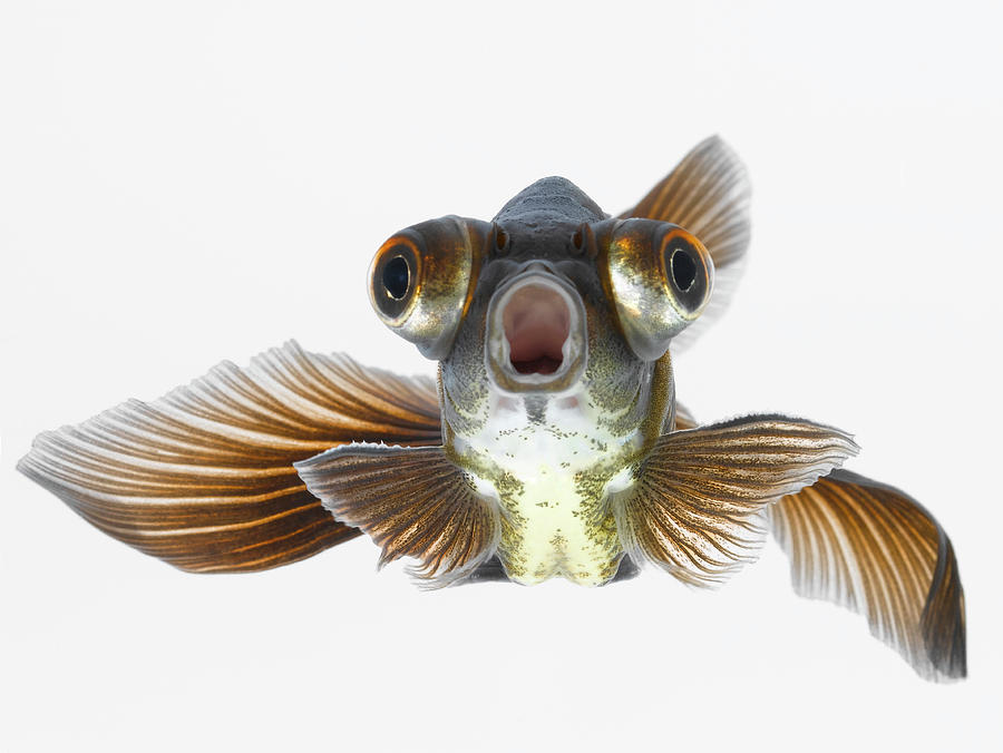 black-moor-goldfish-carassius-auratus-don-farrall.jpg