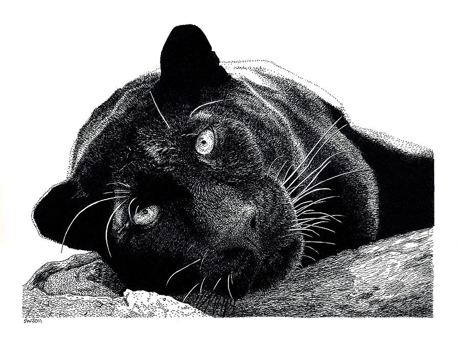 Black Panther Drawing by Scott Woyak