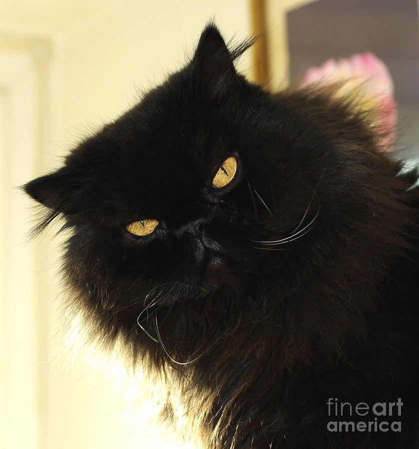 Black Persian Cat 35