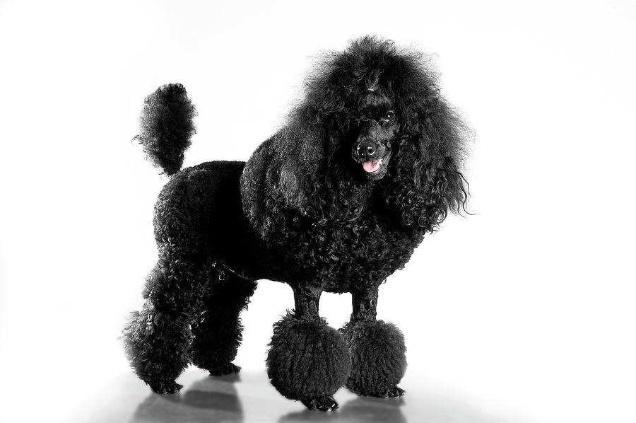 Image result for black poodle
