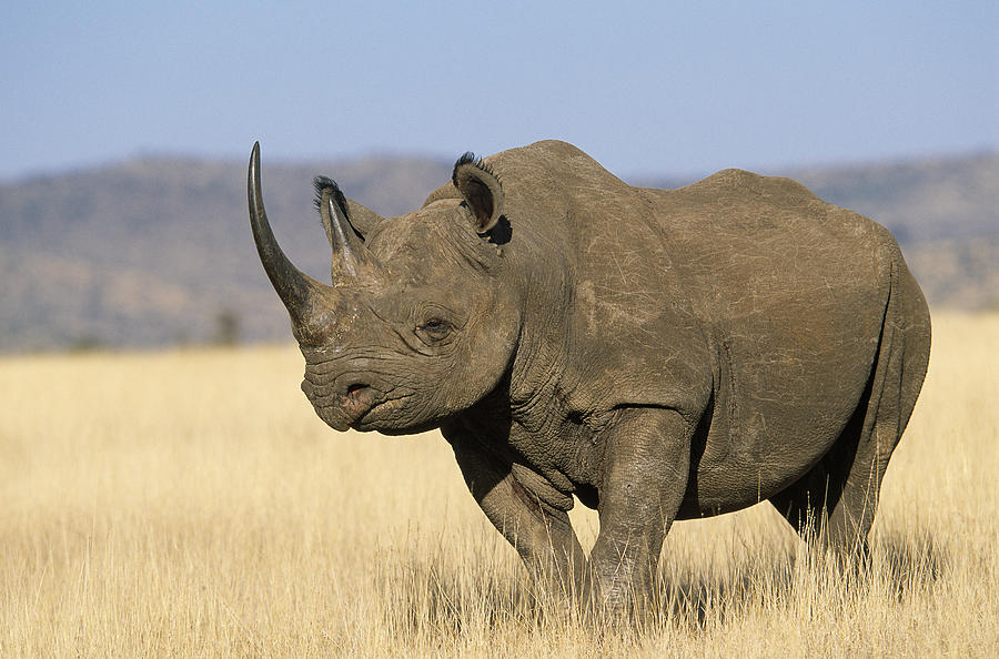 Black Rhinoceros Diceros Bicornis Photograph by Winfried Wisniewski