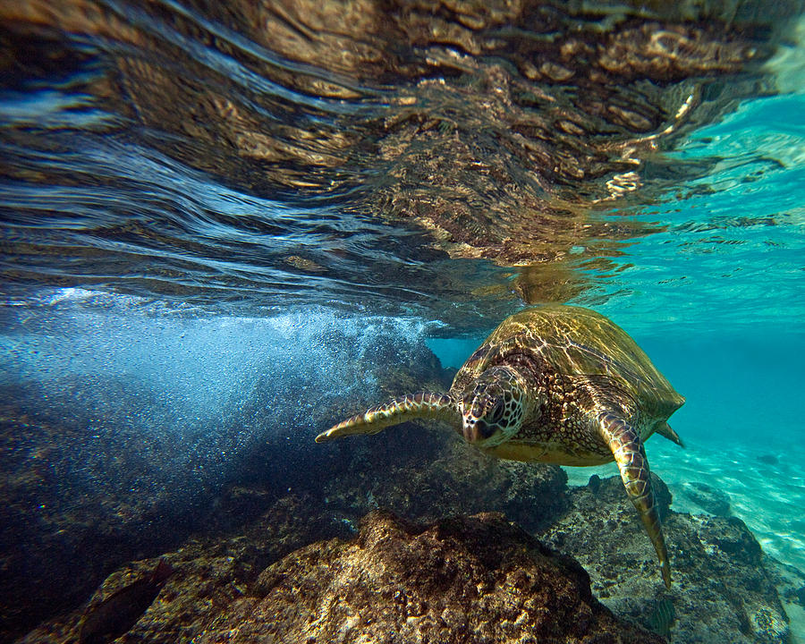 Black Rock Turtle Photograph By James Roemmling Fine Art America