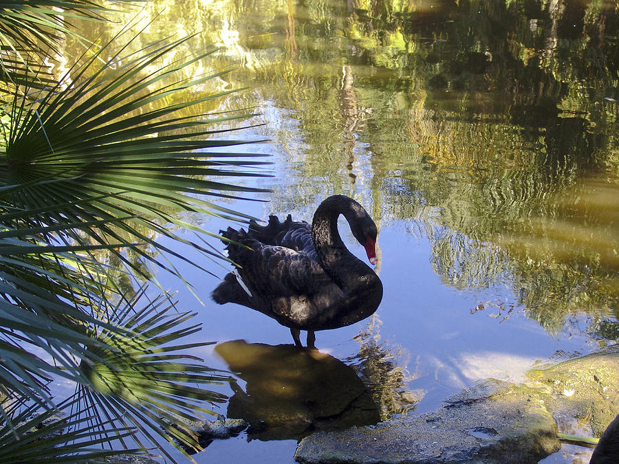  - black-swan-in-tropical-garden-daniel-blatt