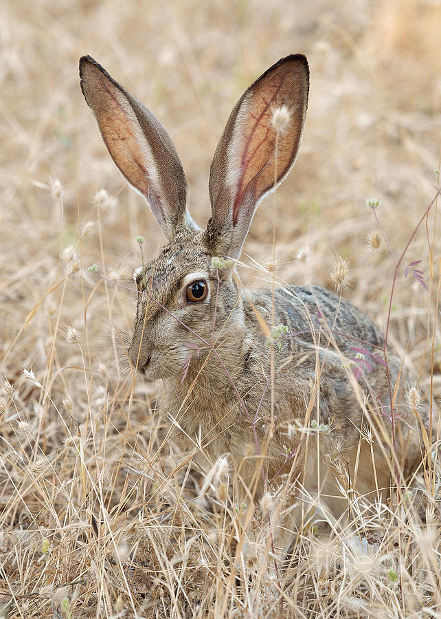  - black-tailed-hare-doug-herr