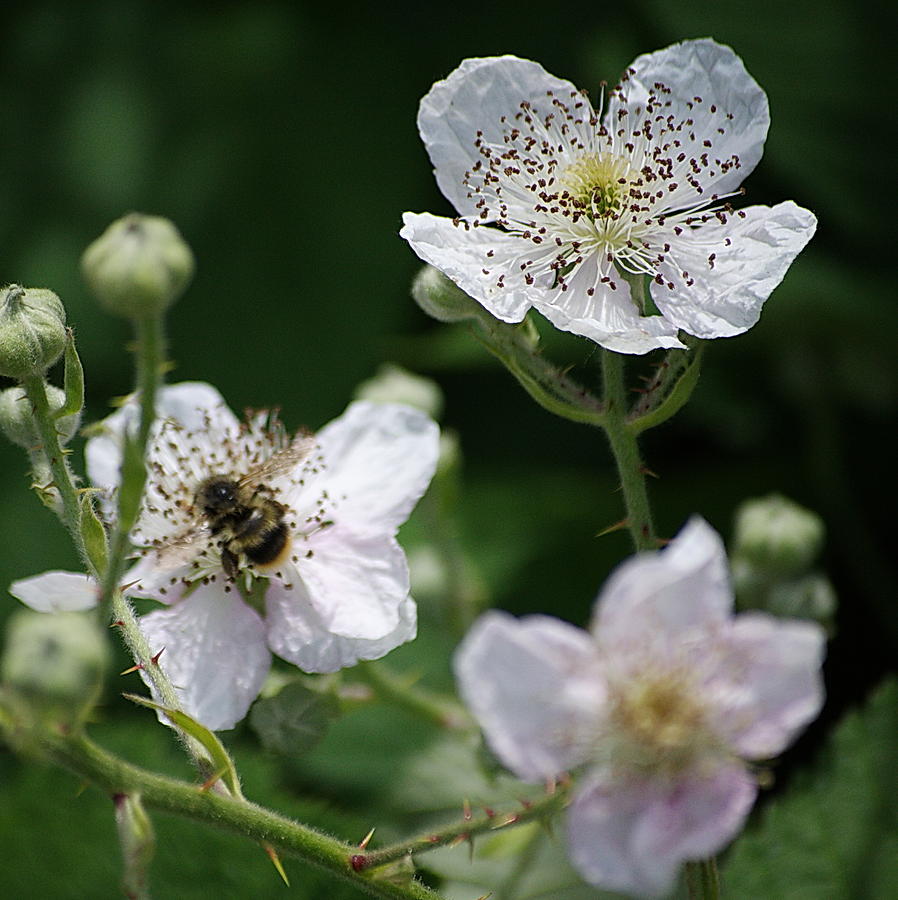Blackberry Blooms Photograph by Ansel Price