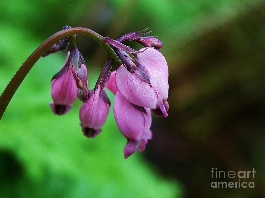  - bleeding-heart-flowers-ian-michaud