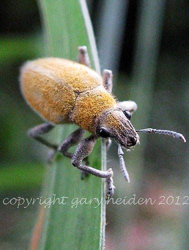 Snout Weevil