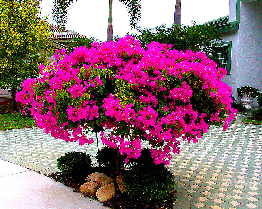 Blooming Bougainvillea Bush Photograph By Merton Allen