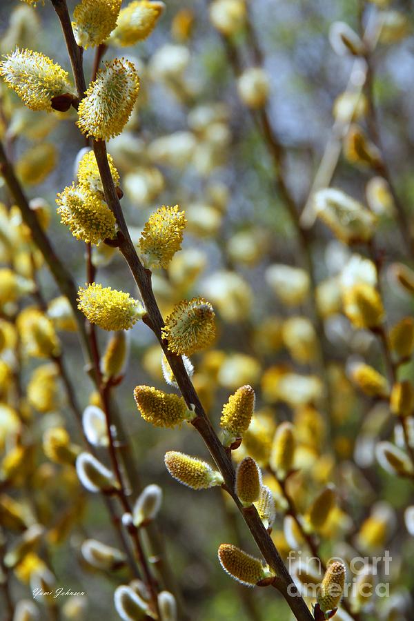 Blooming Pusy willow Photograph Blooming Pusy willow Fine Art Print Yumi