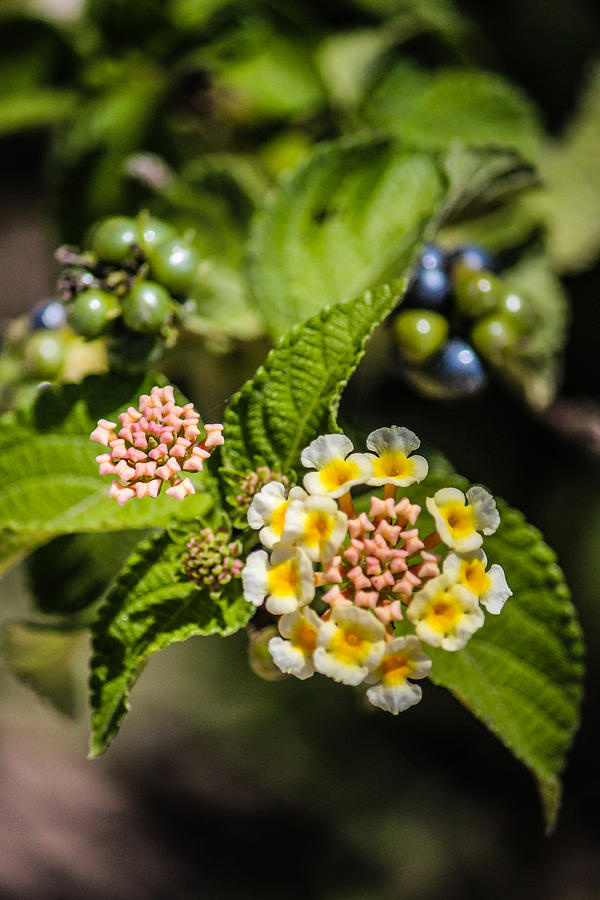  - blooms-in-the-woods-lesley-brindley