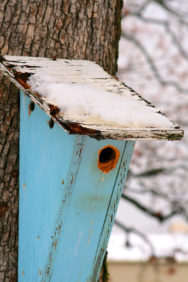  - blue--bird-house-debbie-mathews