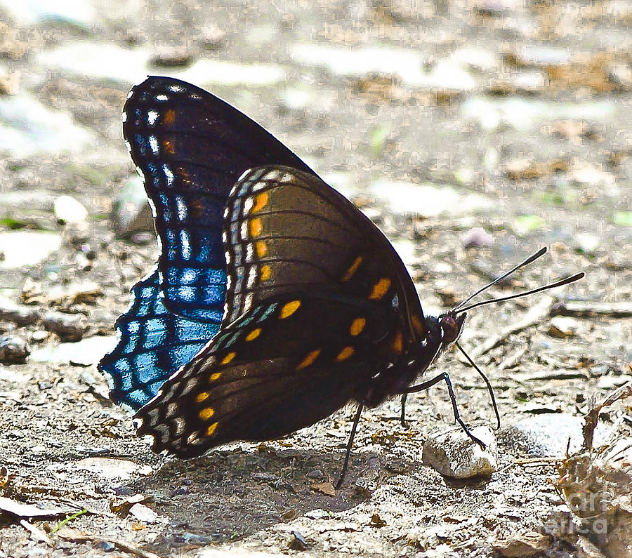 blue-and-orange-butterfly-photograph-by-tisha-clinkenbeard