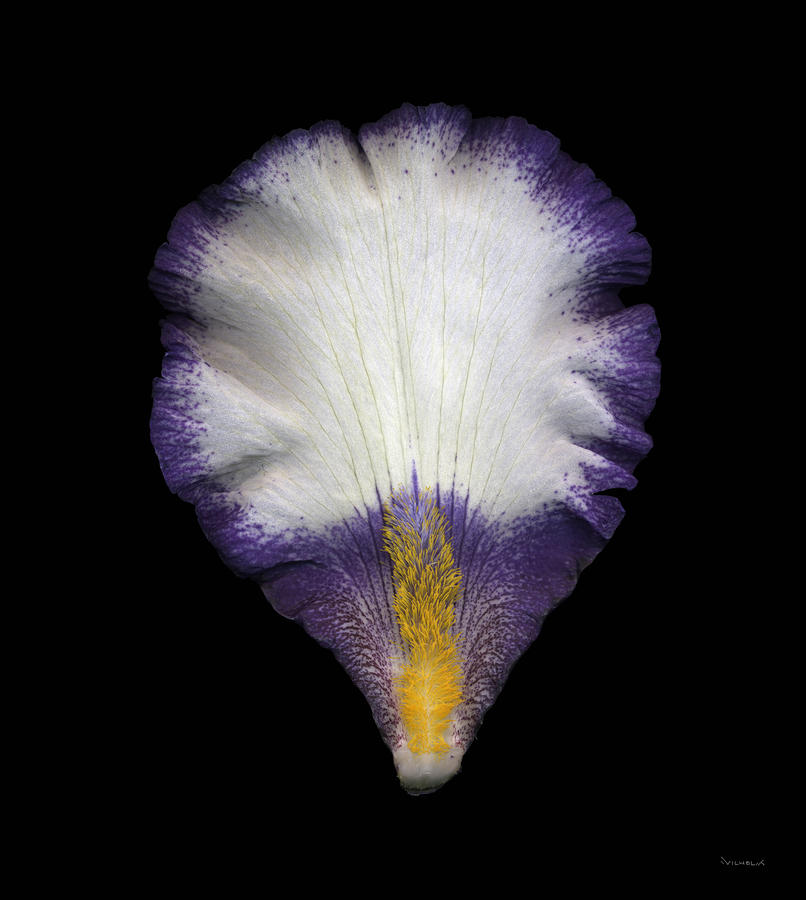 Iris Petal