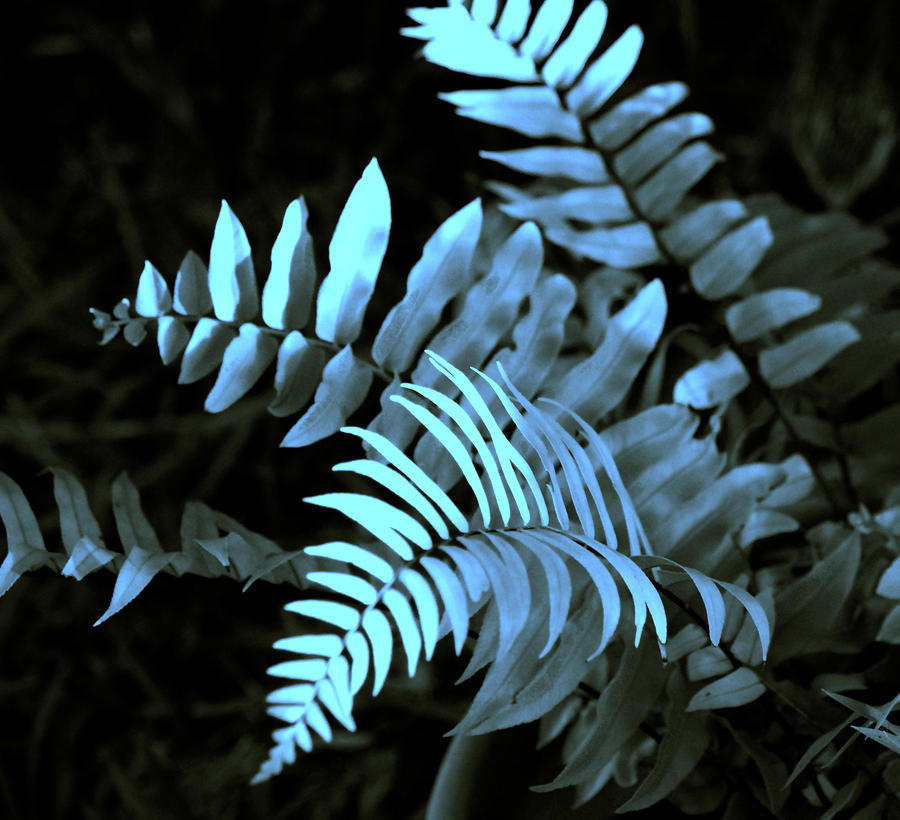 Blue Fern