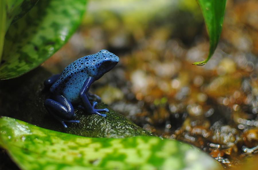  - blue-frog-kimberly-duda
