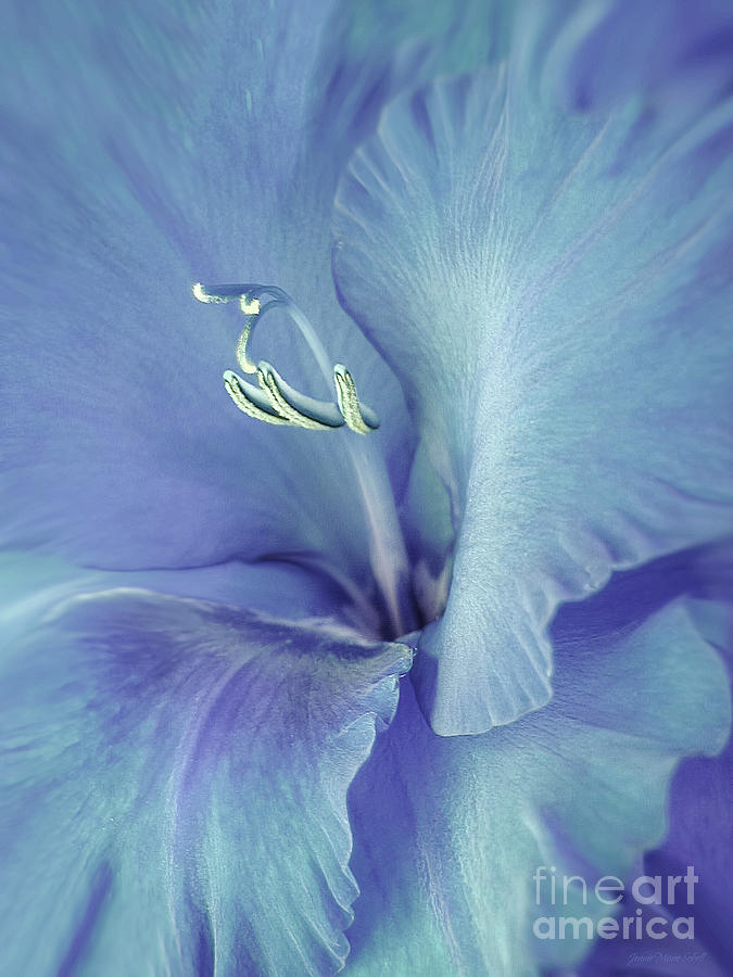 blue gladiolus flower