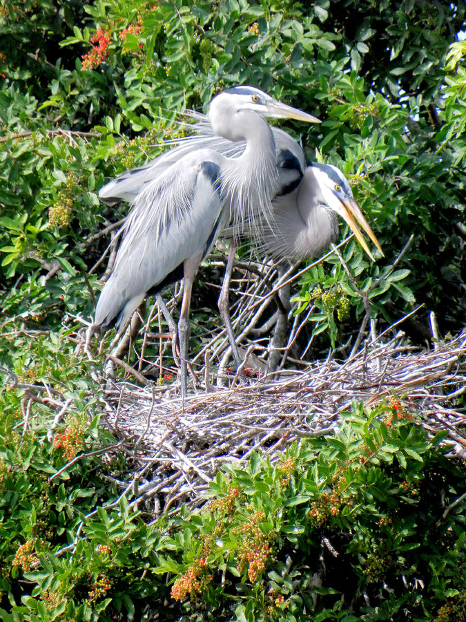 Blue Heron Nesting