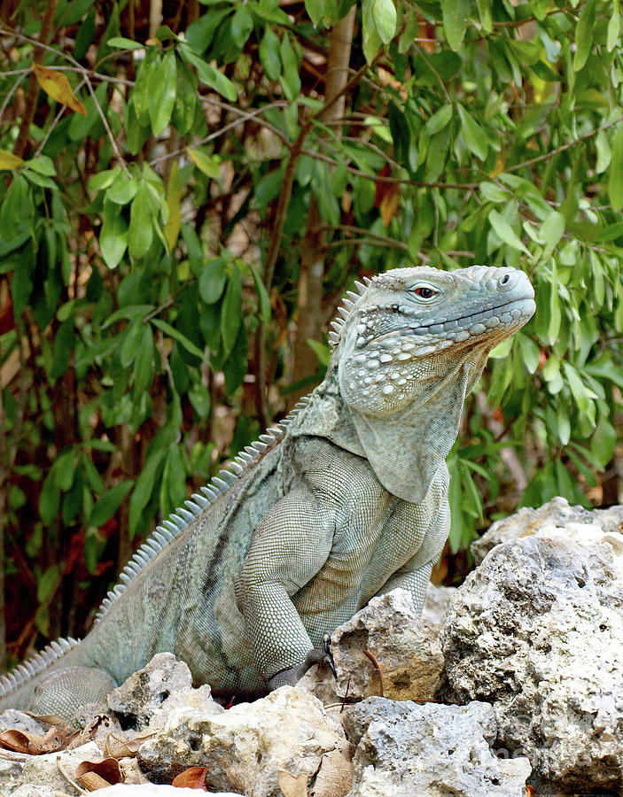 Blue Iguana Cayman Islands by James Brooker