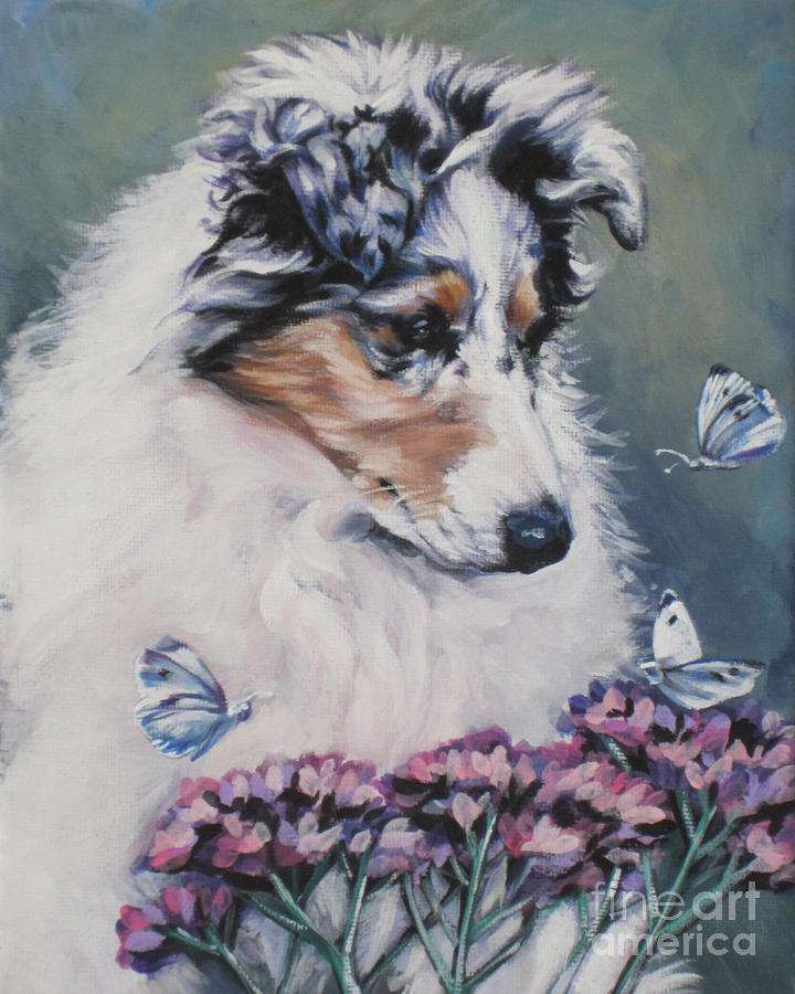 Merle Collie