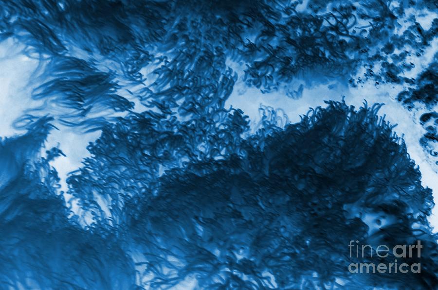 Blue Plants