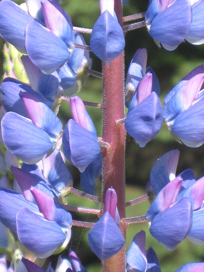  - blue-purple-lupines-chris-hearn