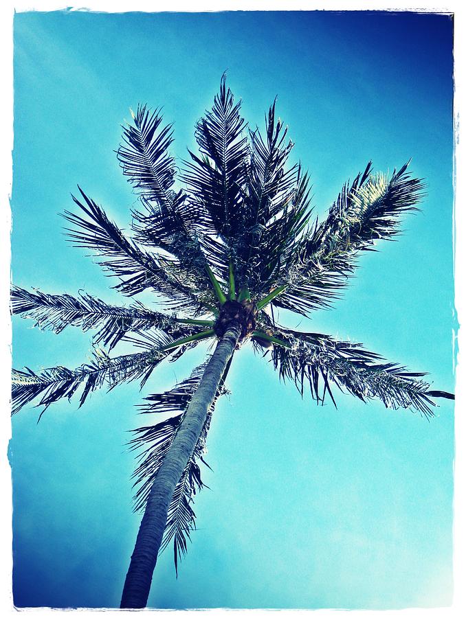  - blue-retro-palm-tree-stijn-viaene